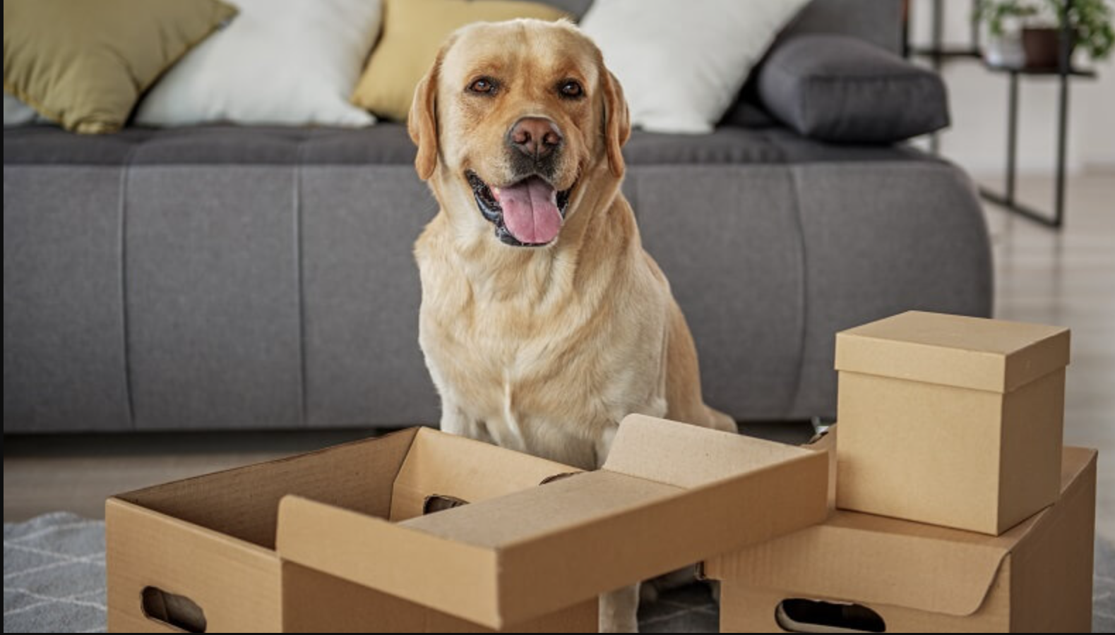 How to Prepare Your Apartment for a New Pet