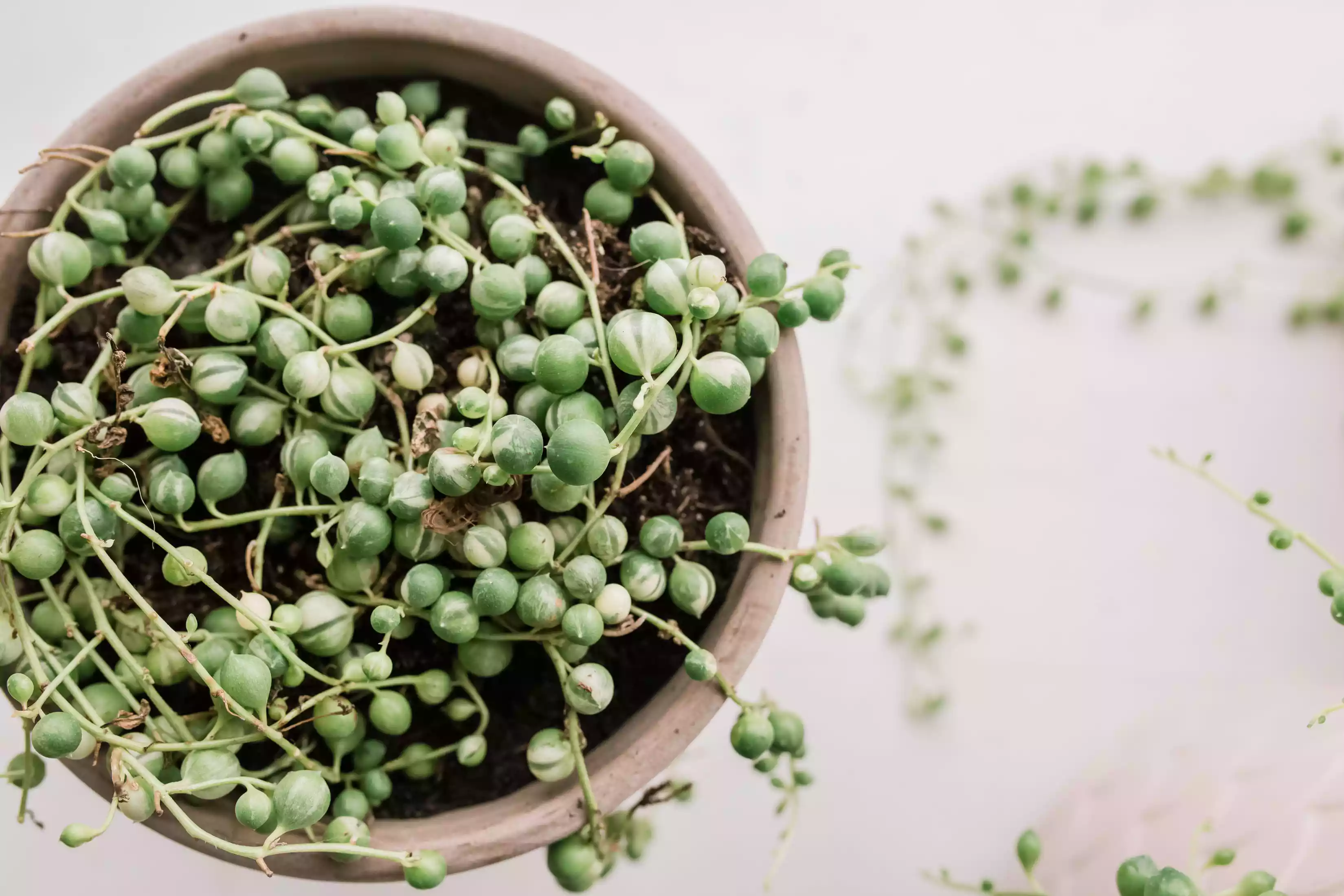 string of pearls succulent