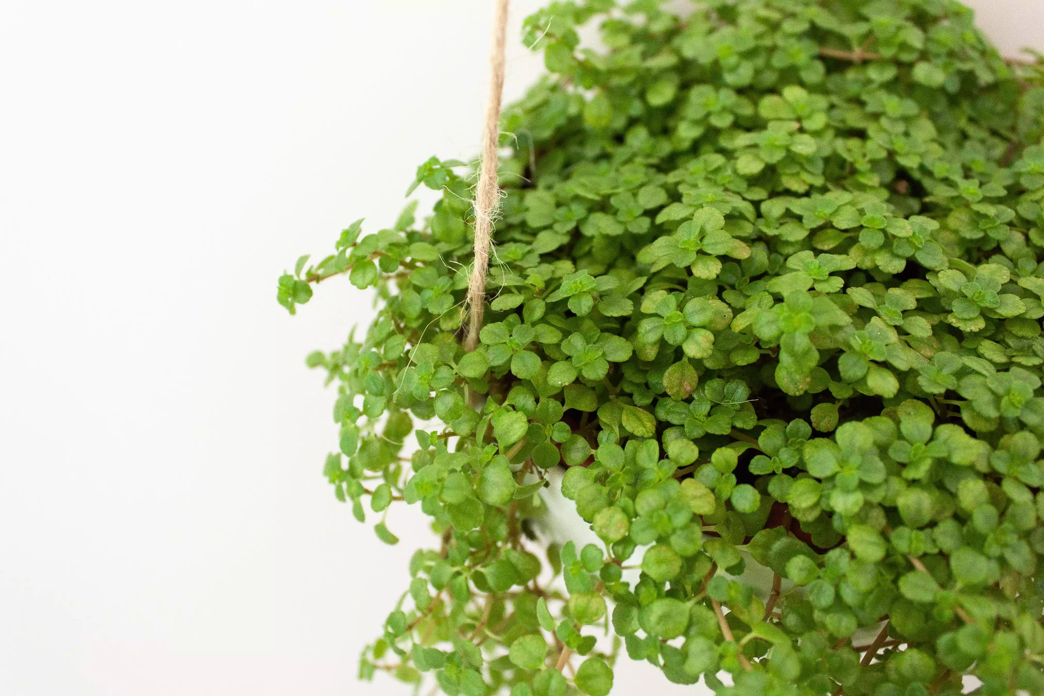 Best Indoor Plants to Refresh Your Home